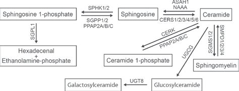 The sphingomyelin/salvage pathway. The interconnected network of ...