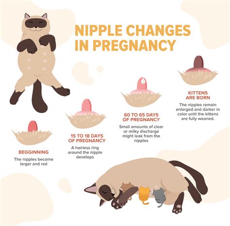 Pregnant Cat Nipples Vs Normal Cat Nipples: How To Tell the Difference? - Cats.com