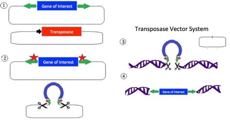 Sleeping Beauty Awakens for Genome Engineering