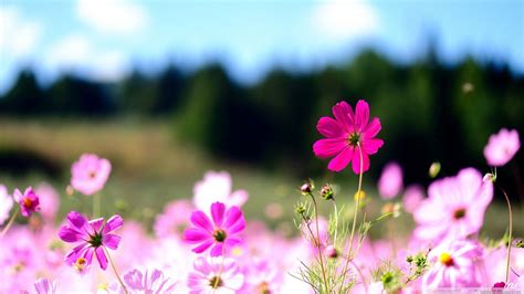 Hd Flower Wallpapers For Desktop