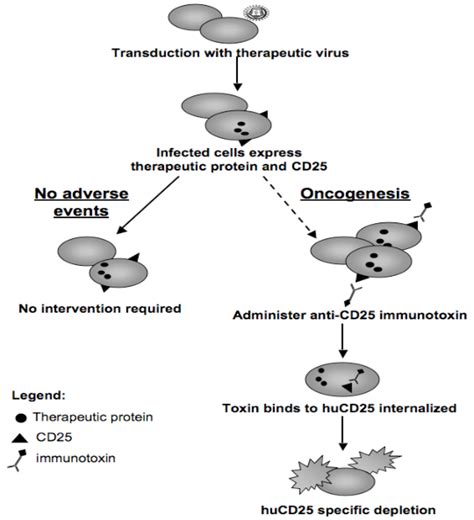 2: Schematic of CD25 clearance strategy. Transduced cells will express ...