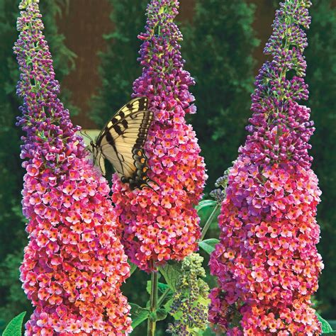 Spring Hill Nurseries Bi-Color Butterfly Bush (Buddleia), Live Bareroot Deciduous Shrub Plant ...