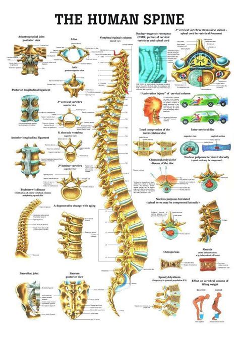 Rudiger Anatomie - The Human Spine Laminated Anatomy Chart