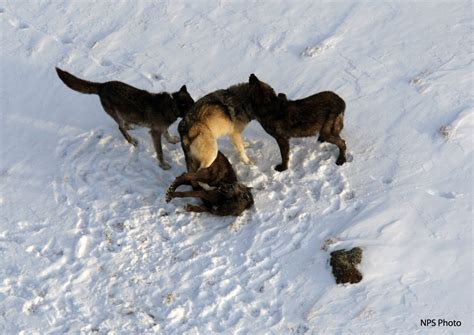 Everts Pack: Yellowstone Wolf Photos Citizen Science