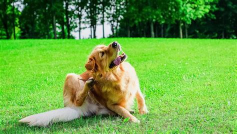 Lice in Dogs: Symptoms, Causes, & Treatments - DogTime