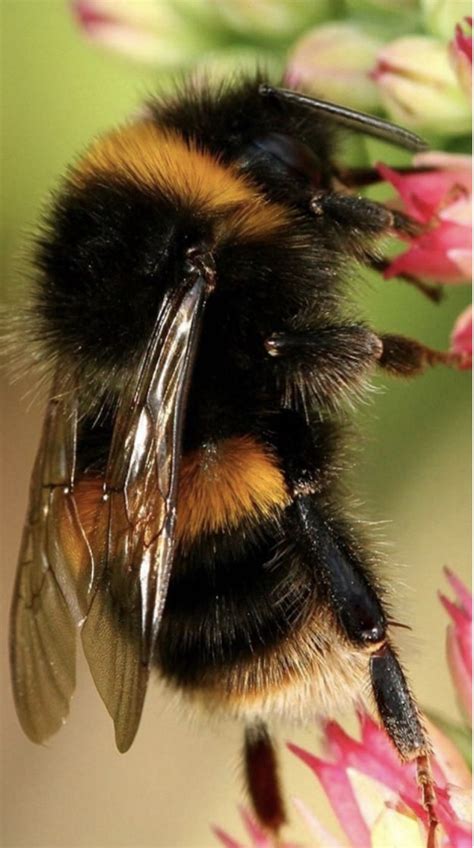 So fluffy | Bee, Bumble bee, Animals beautiful