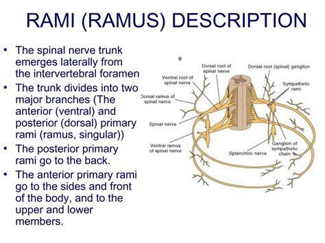 PPT - Chapter 14: Peripheral Nervous System PowerPoint Presentation, free download - ID:4486906