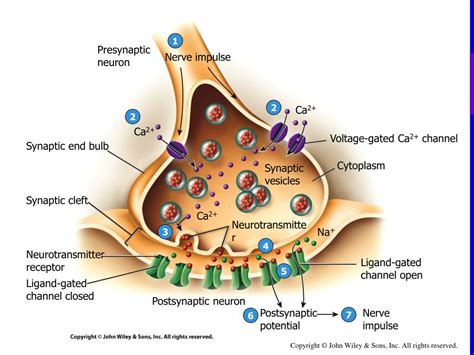 PPT - Postsynaptic neuron PowerPoint Presentation, free download - ID ...