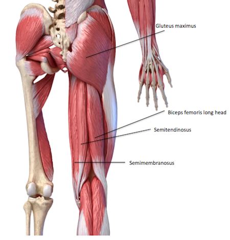 Muscles of the Pelvic Girdle & Lower Limbs: Structure, Movement & Function | Study.com