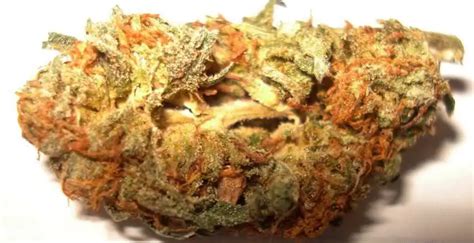 Orange Kush Hybrid Strain Review - Marijuana Beginners