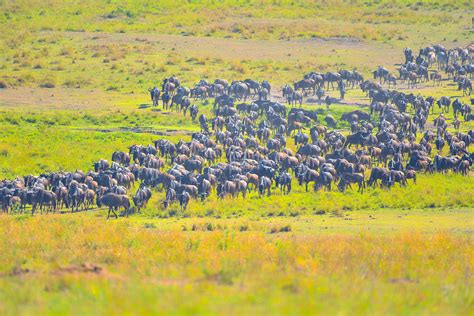 Wildebeest In Migration Picture And HD Photos | Free Download On Lovepik