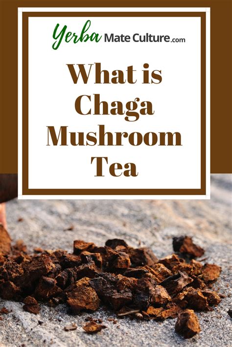 What is Chaga Mushroom Tea | Mushroom tea, Chaga mushroom tea, Chaga ...