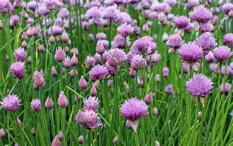 Chives - sowing, care in the bed & pot