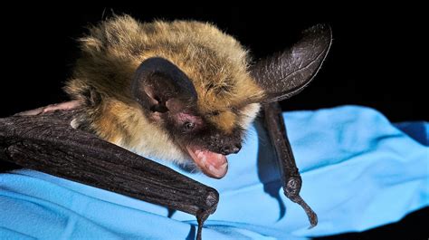 Carlsbad Caverns: Agencies seek to save bats from white nose syndrome