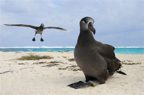 French Frigate Shoals (Kānemilohaʻi):Tern Island Blog: Albatross ...