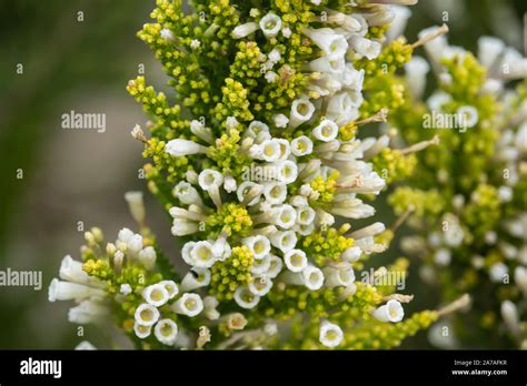 Pichi Flowers in Bloom in Springtime Stock Photo - Alamy