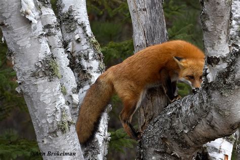 Ann Brokelman Photography: Red Fox climbing a tree!!!!