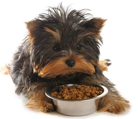 Best Dog Food For Yorkies - Tips and Reviews From Puppies To Seniors