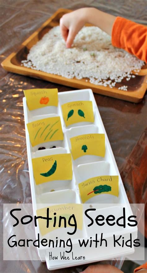 Comparing and Sorting Seeds – Let the Gardening Begin! - How Wee Learn | Seed activities for ...