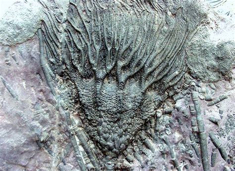 Crinoid Archives - Cochise College Geology