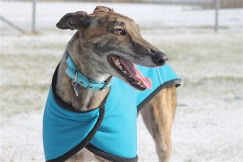 Greyhound - The Fastest Dog In The World