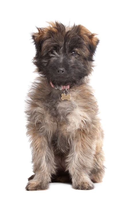 Pyrenean Shepherd puppy stock photo. Image of canine - 21840474