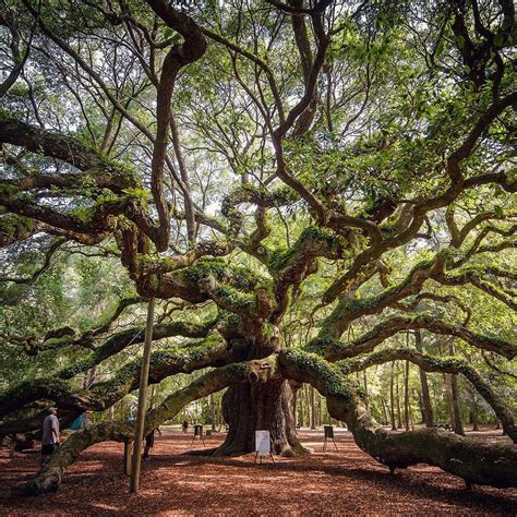 15 Best Small Towns to Visit in North Carolina - The Crazy Tourist | Angel oak, Angel oak trees ...