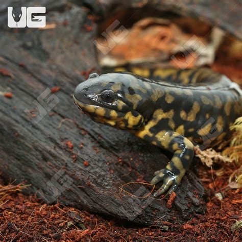 Eastern Tiger Salamanders For Sale - Underground Reptiles