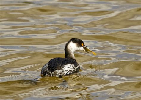 Black Necked Grebe by martin174 | ePHOTOzine