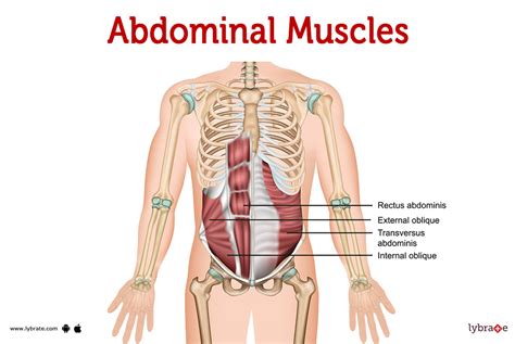 Abdominal muscles (Human Anatomy): Picture , Functions, Diseases and Treatments