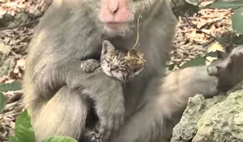 Wild Monkey Cares for Orphaned Kitten (VIDEO) – One Green Planet