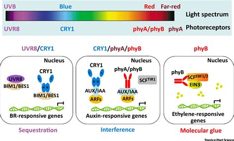 Direct Regulation of Phytohormone Actions by Photoreceptors: Trends in Plant Science