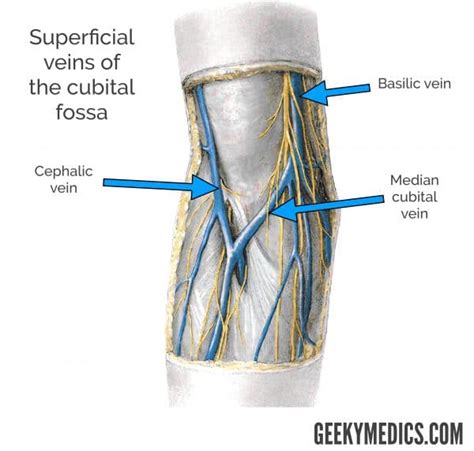 Cubital Fossa | Borders, Contents, Veins | Geeky Medics