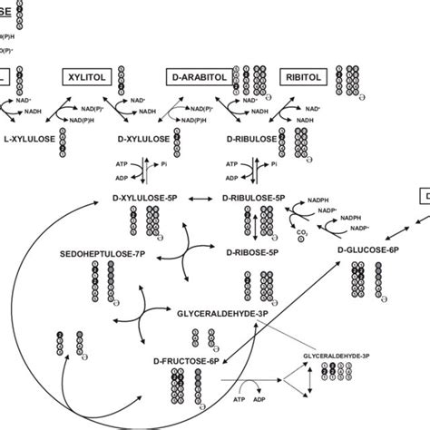 L-Arabinose metabolism in suspensions of P. guilliermondii PYCC 3012 ...