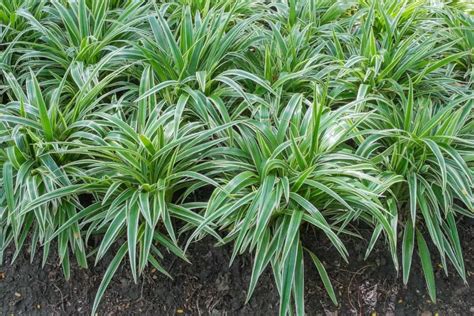 Does Dwarf Mondo Grass Spread? - Gardening Dream