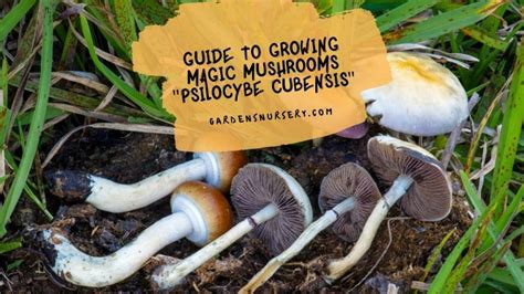 Guide To Growing Magic Mushrooms "Psilocybe Cubensis" | GARDENS NURSERY