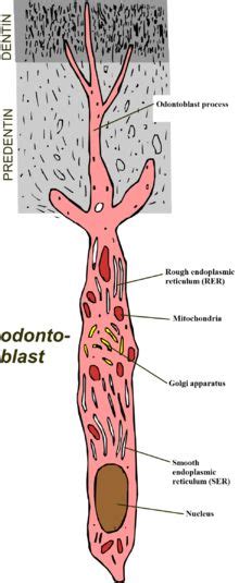 230 Histology ideas | anatomy and physiology, physiology, microscopic photography