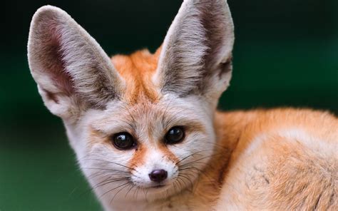 Fennec Fox | Animals, Cute baby animals, Pet people