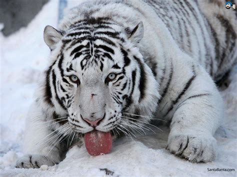 Snow Tiger Wallpaper - WallpaperSafari