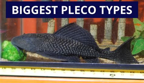 What do Plecos Eat? Healthiest Pleco Diet (Full Guide) | Keeping Catfish