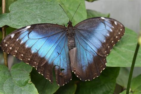 Butterfly Biosphere at Thanksgiving Point - Utah's Adventure Family