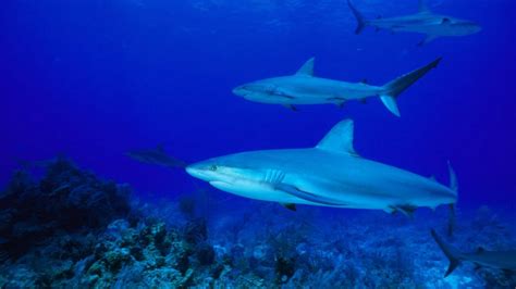 Bahamas shark attack victim returns to US - Good Morning America