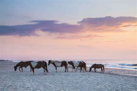 Are Dogs Allowed Assateague Campgrounds