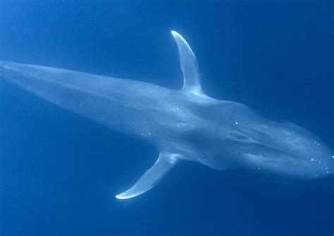 Discover The Largest Blue Whale Ever Recorded - A-Z Animals