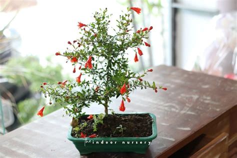 Pomegranate bonsai tree care guide for beginners