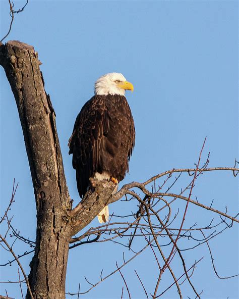 Perched Eagle Photograph by Ira Marcus - Pixels