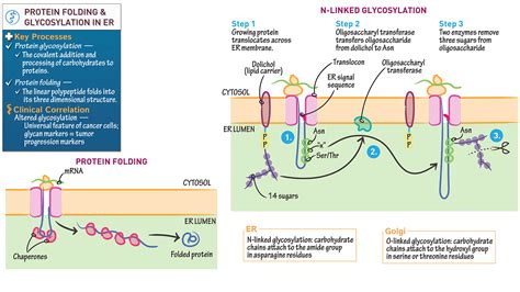 Protein Folding In Endoplasmic Reticulum