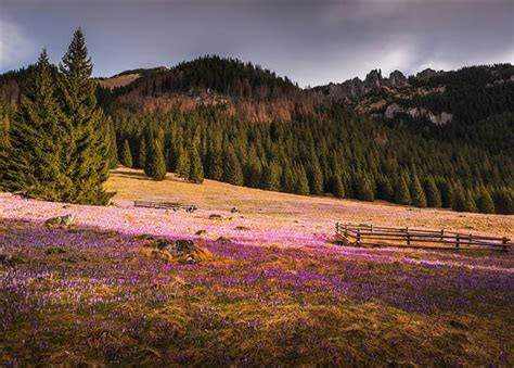 The Beauty of the Polish Meadows in Spring