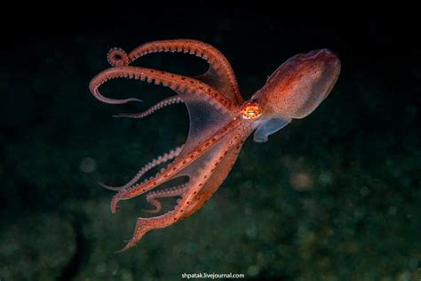 9 Giant Pacific Octopus Facts That Will Blow Your Mind - OctoNation ...