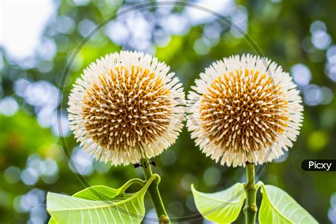 Image of Neolamarckia cadamba or kodom flowers in india-CY119752-Picxy